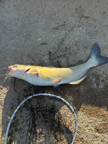 Channel Catfish