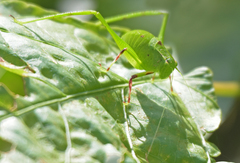 Phoebolampta caeruleotergum