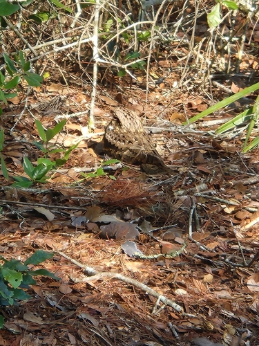 Chuck-will's-widow observed by cali_adams