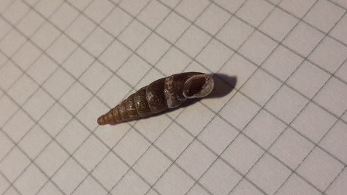 Charpentieria dyodon