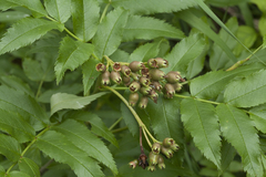 Sorbus sambucifolia