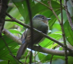 Leptopogon rufipectus