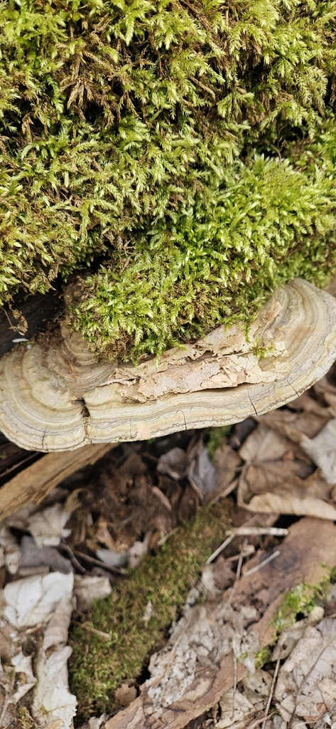 Ganoderma applanatum · April 2026 · photo: © run4 (iNaturalist, cc-by)