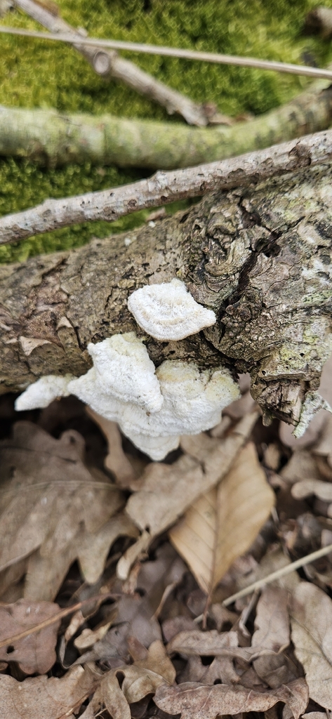 Stereum hirsutum · April 2026 · photo: © run4 (iNaturalist, cc-by)