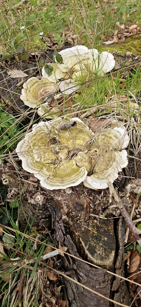 Trametes gibbosa · April 2026 · photo: © run4 (iNaturalist, cc-by)