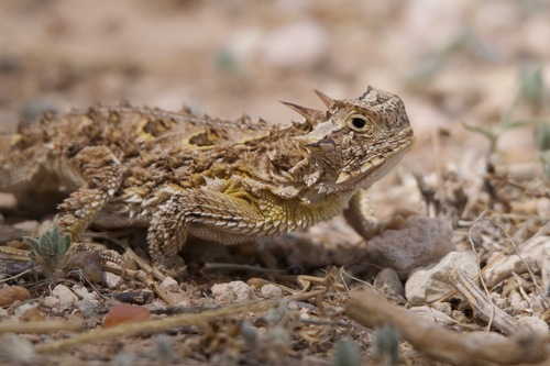 Texas Horned Lizard observed by wonderbird22