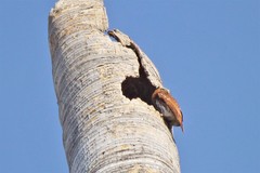 Glaucidium brasilianum