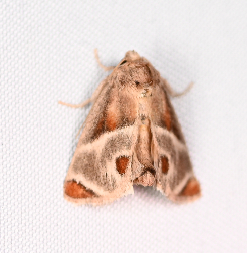 Shagreened Slug Moth photo 5