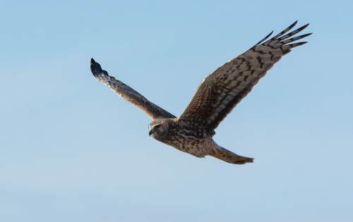 Northern Harrier observed by naturenickpics