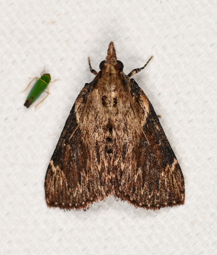 Moonseed Webworm photo 5