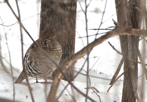 gélinotte huppée observed by frankthewood