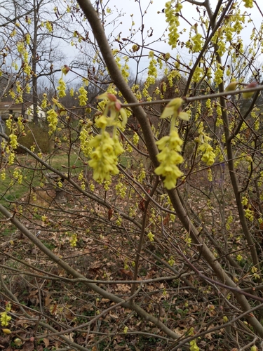 Corylopsis glabrescens iNat (1)
