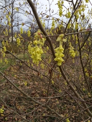 Corylopsis glabrescens