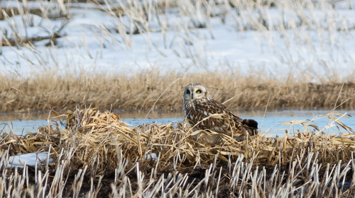 Short-eared Owl observed by naturenickpics
