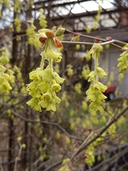 Corylopsis glabrescens