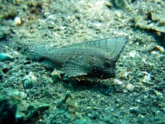 Ablabys macracanthus