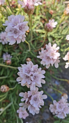 Armeria pubigera (Armeria pubigera)