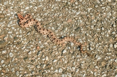 Sistrurus miliarius
