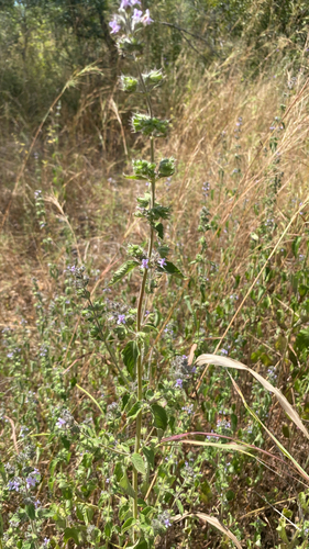 Wide Spikenard