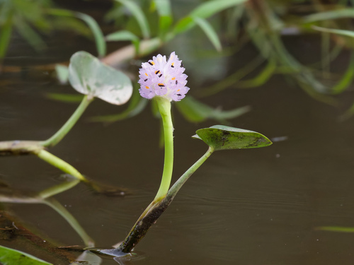 Pontederia rotundifolia, photograph 3