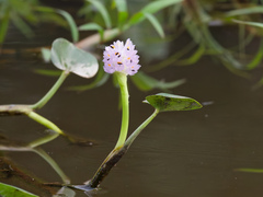 (c) Donald Davesne, some rights reserved (CC BY) Pontederia rotundifolia, photograph (c) Donald Davesne, some rights reserved (CC BY)