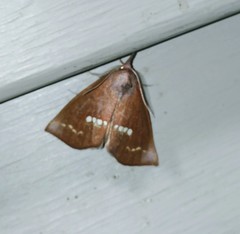 Hypsoropha monilis