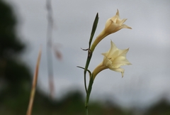 Gladiolus albens