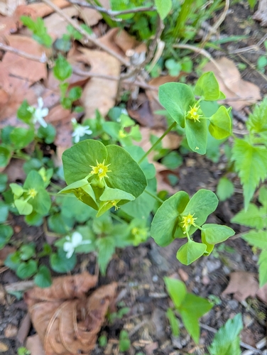 Euphorbia commutata