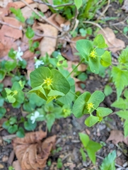 (c) botanygirl, some rights reserved (CC BY) Euphorbia commutata, photograph (c) botanygirl, some rights reserved (CC BY)
