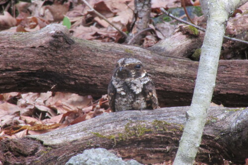 Eastern Whip-poor-will observed by landfrog