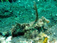 Dactylopus dactylopus