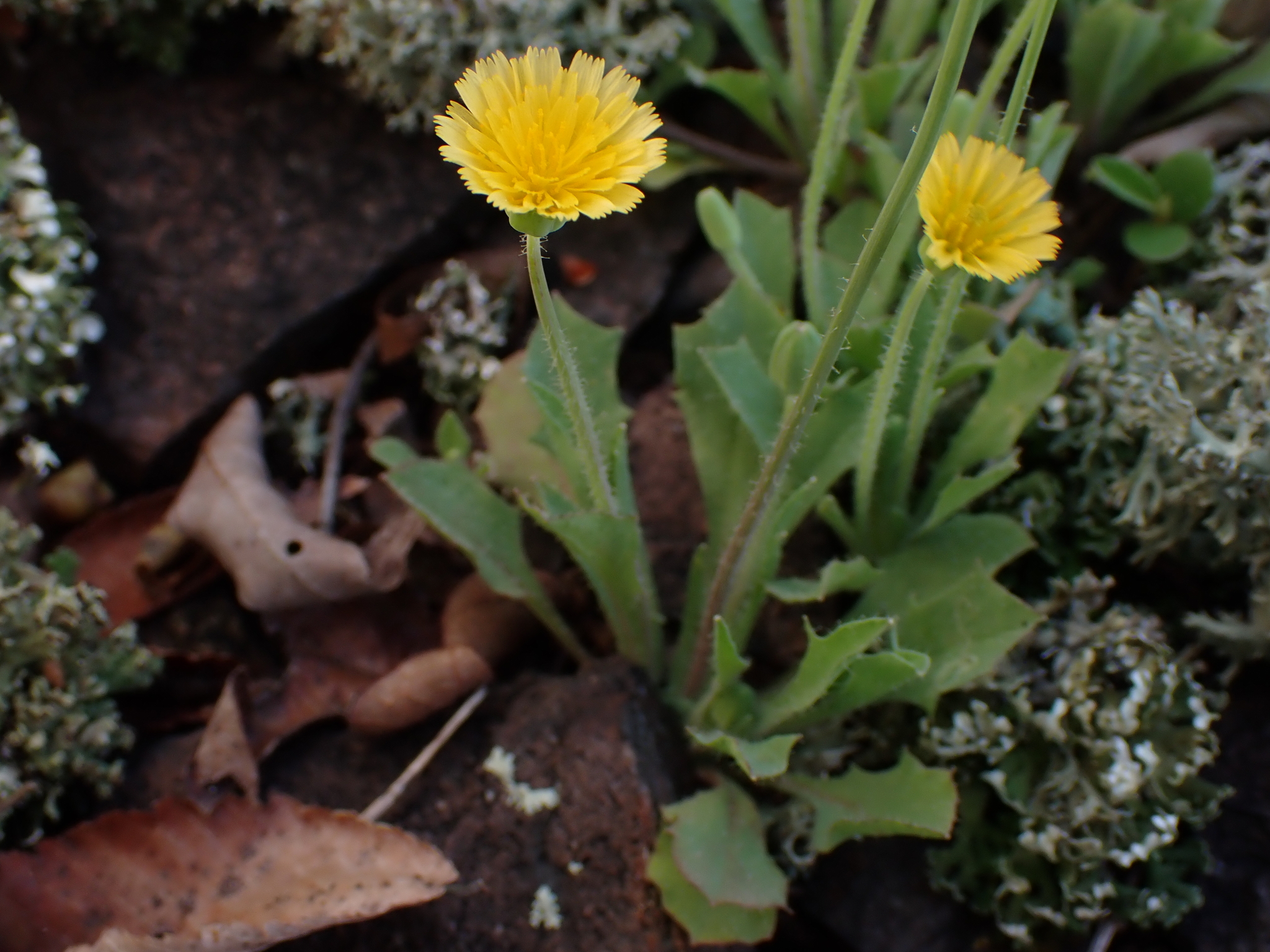 Krigia virginica