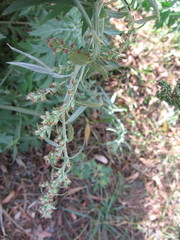 Artemisia argyi
