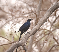 Lamprotornis caudatus