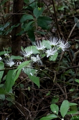 Capparis acutifolia, photograph author not stated, no rights reserved