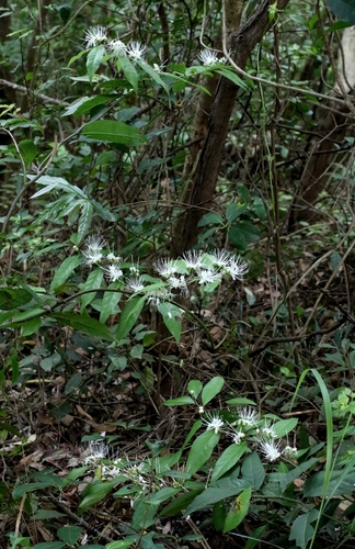 Capparis acutifolia, photograph 3