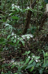 Capparis acutifolia, photograph author not stated, no rights reserved