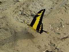 Heraclides thoas cinyras