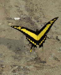 Heraclides thoas cinyras