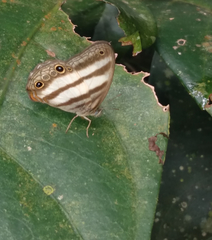 Pareuptychia hesionides