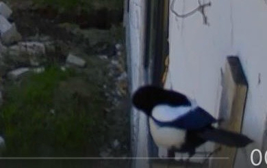 Eurasian Magpie