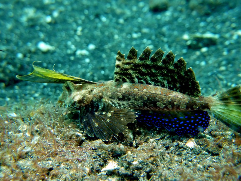 Finger Dragonet