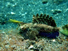 Dactylopus dactylopus