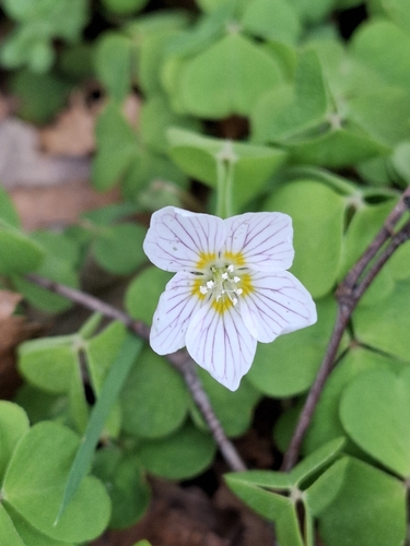 European wood-sorrel