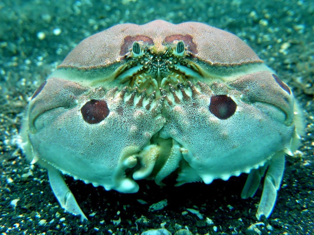 Spectacled Box Crab