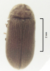 Xyletobius watti