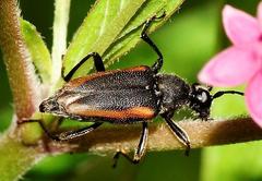 Brachyleptura