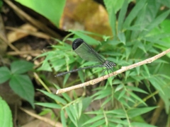 Polythoridae
