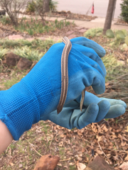 Tropidoclonion lineatum