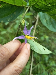 Solanum subinerme, photograph (c) marthayolimapardodiaz, some rights reserved (CC BY)